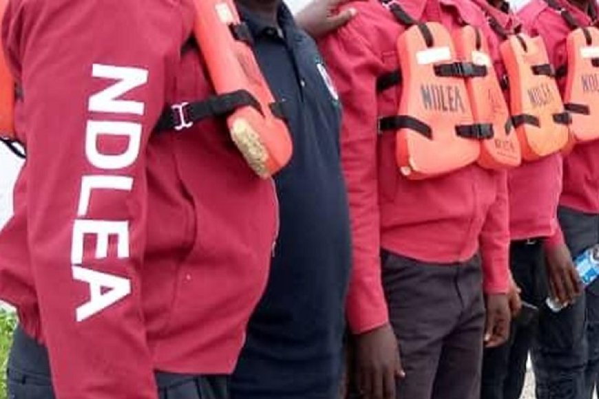 NDLEA Raids Ogun and Edo Forests to Combat Drug Trafficking